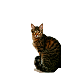 A Cute Tabby Cat With Stripes Sitting And Staring Indoors By A Window. 19984 - Cat PNG image with transparent background